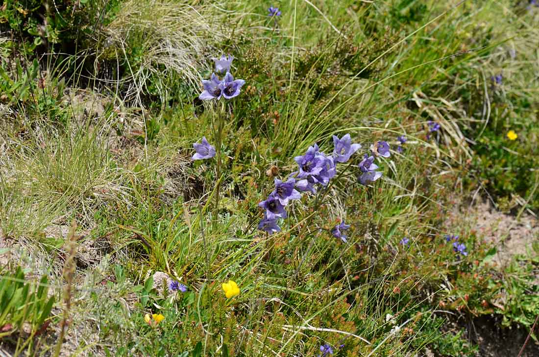 Campanula del passo Valles, da id.